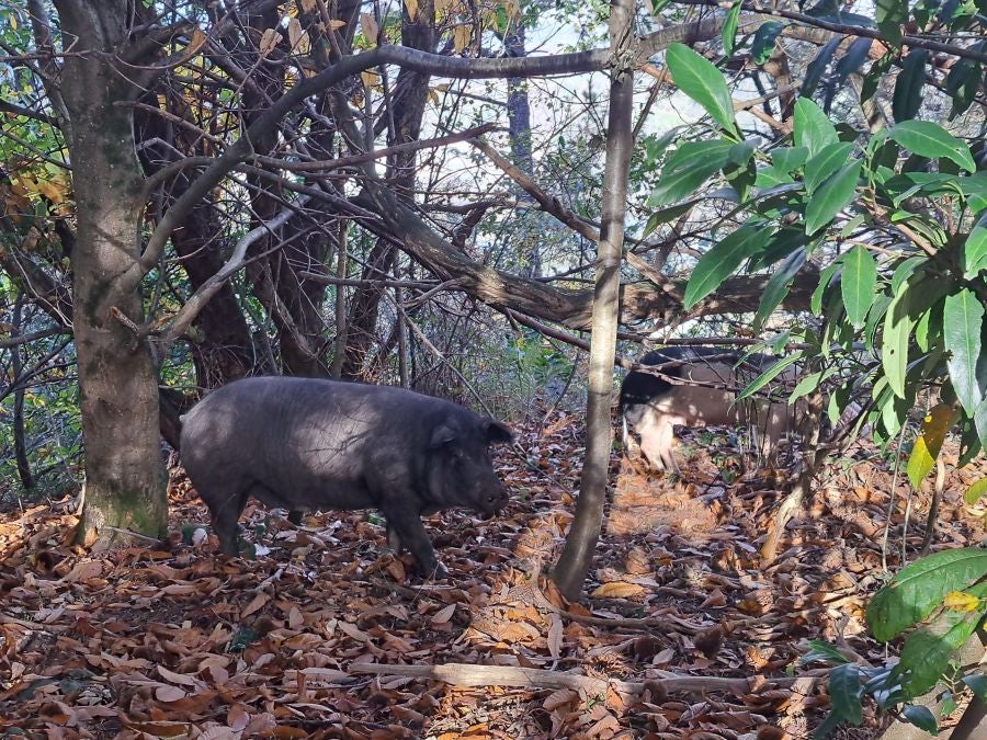 Desde Urnieta a Buruntza