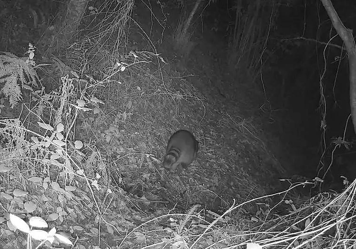 Imagen del mapache captado en una zona silvestre de Mutriku.