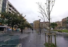 Sirimiri: Sustitución de 50 árboles secos de plaza Cataluña