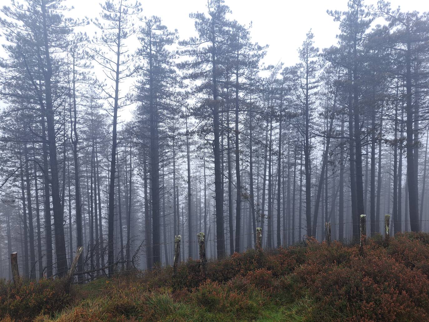 Leuneta. Baile entre betizus y niebla