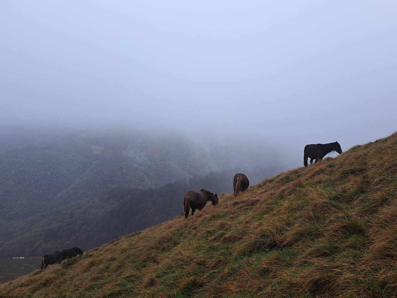 Leuneta. Baile entre betizus y niebla