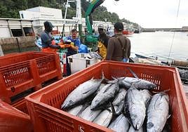 Descarga de bonito en Hondarribia.
