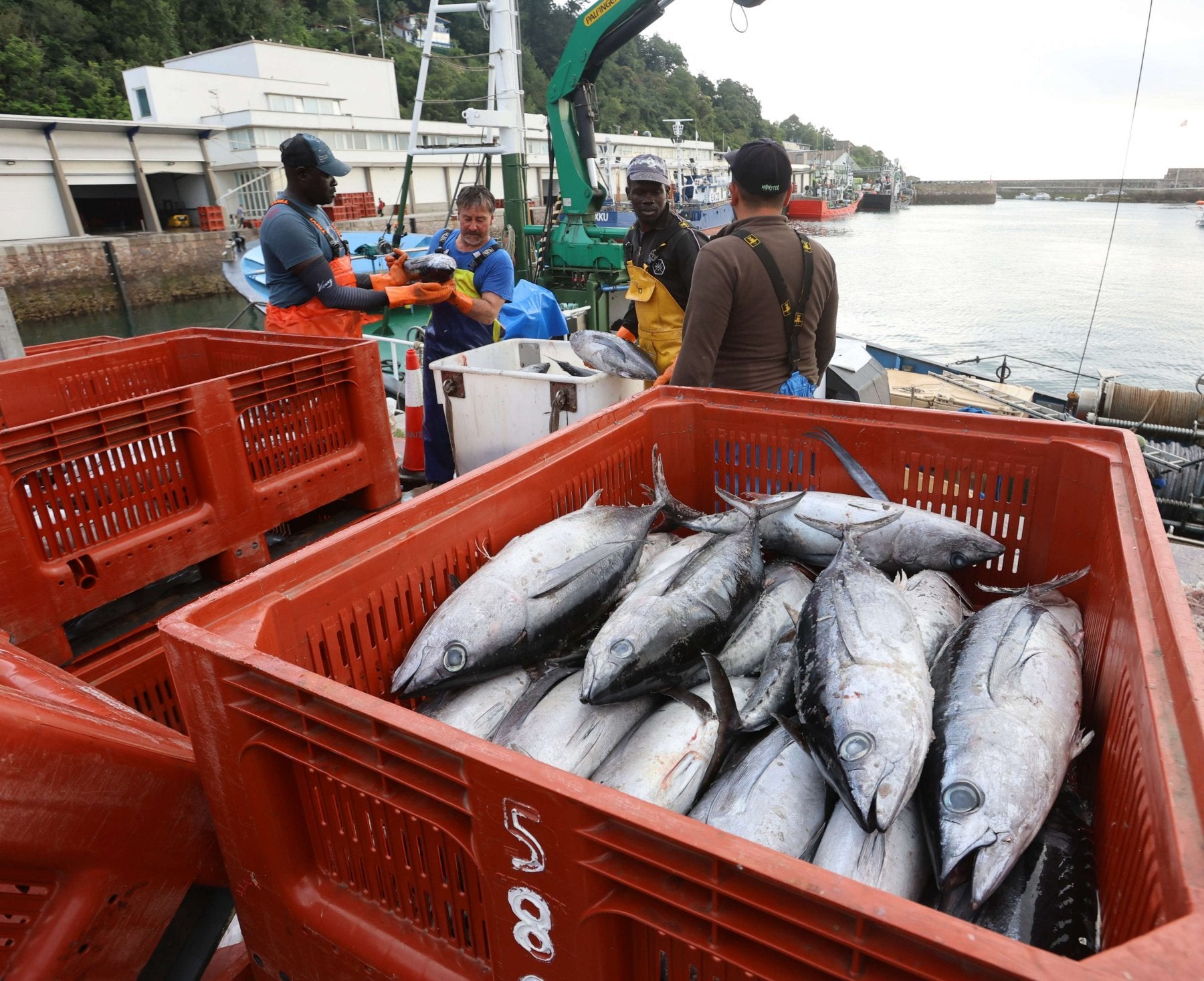 Descarga de bonito en Hondarribia.