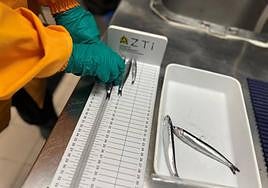 Medición de diferentes tamaños de anchoa.