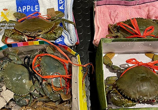 Los cinco cangrejos de gran tamaño incautados.