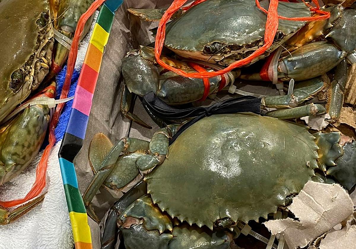 Cangrejos vivos confiscados en el aeropuerto de Bilbao procedentes de China.