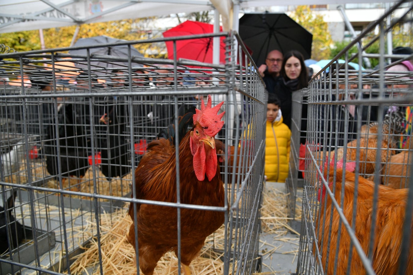 Feria de Santa Lucía en Urretxu y Zumarraga