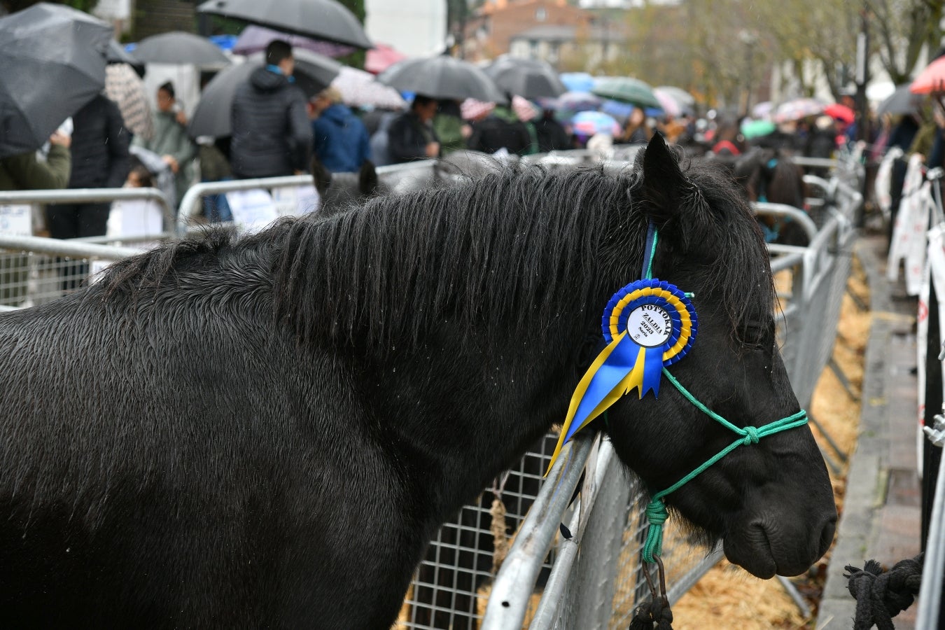 Feria de Santa Lucía en Urretxu y Zumarraga