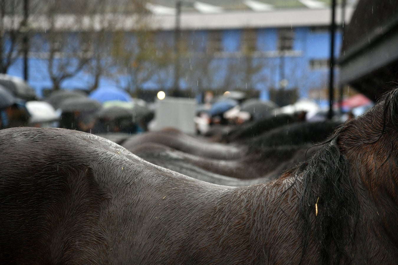 Feria de Santa Lucía en Urretxu y Zumarraga