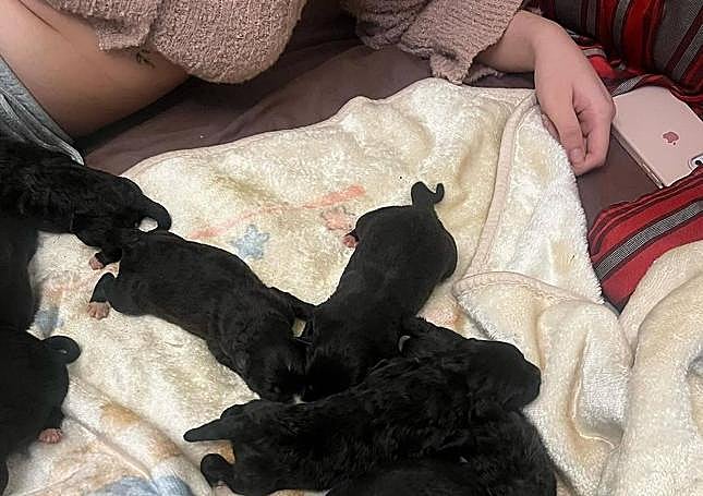 La camada es atendida por sus salvadores.