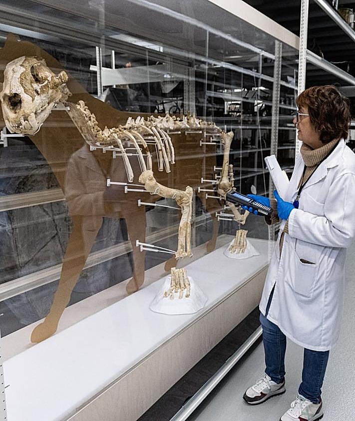 Imagen secundaria 2 - Rodríguez explica detalles del león de las cavernas encontrado en la cueva de Arrikrutz en Oñati, una de las piezas más destacadas.