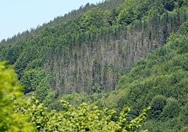 Contraste entre árboles sanos y afectados por este hongo.