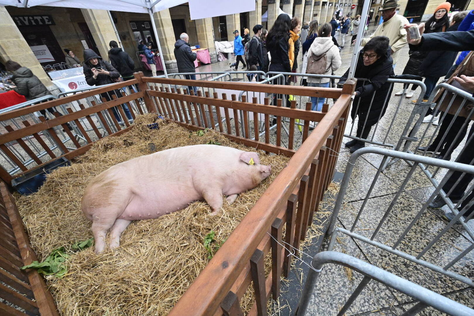 Donostia se llena por Santo Tomás: "Madrugar, ver la cerda y un talo de chistorra o dos van a caer"