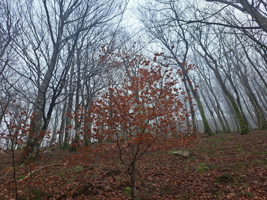 Mendaur: un regalo para la vista