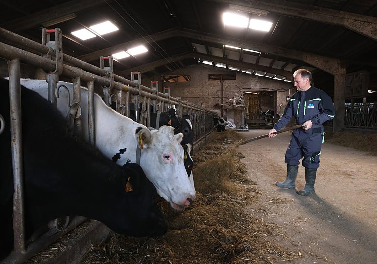 El baserritarra Jon Tejeria da de comer a varias de sus vacas en el caserío Larrola de Larraul.