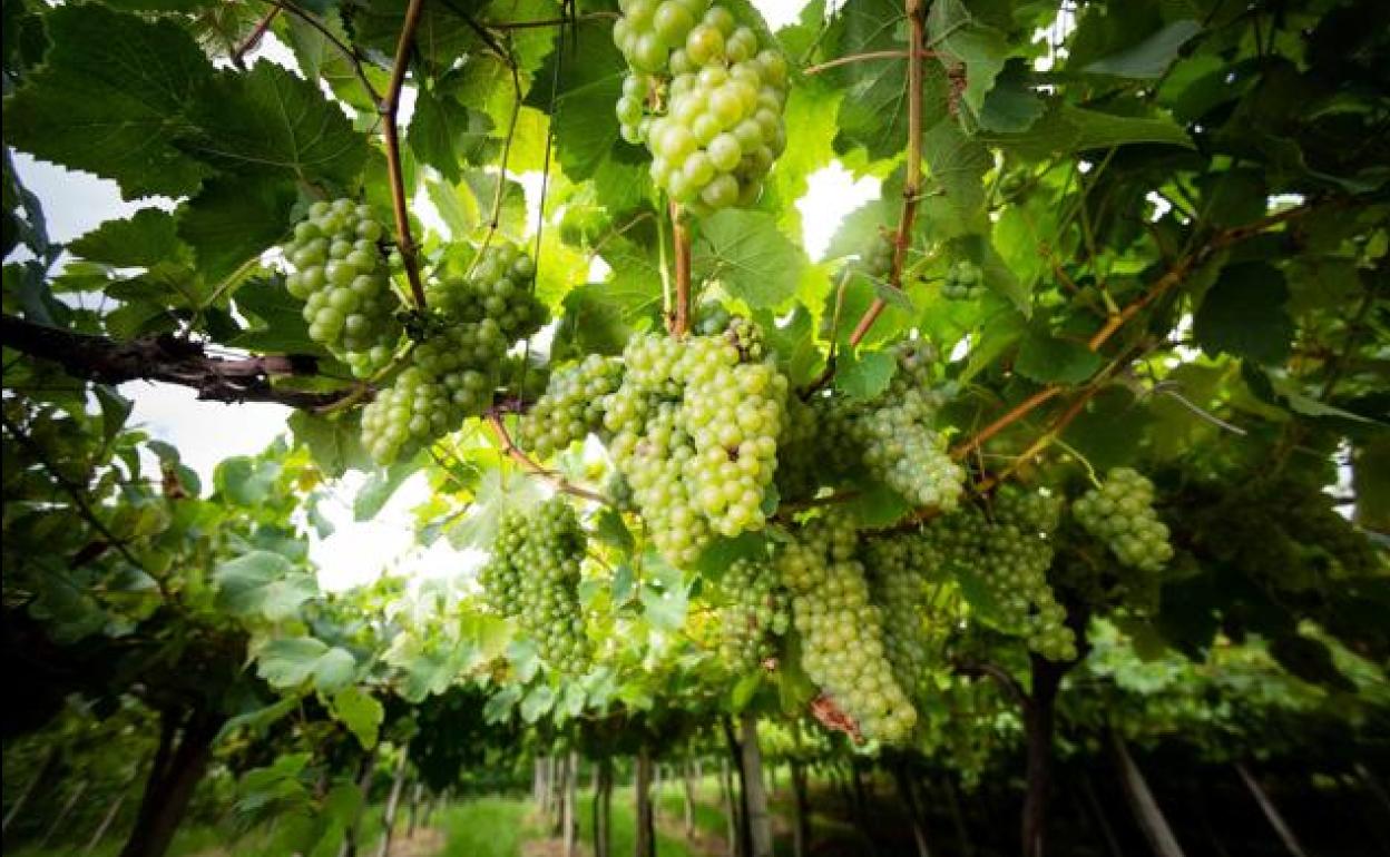 El viñedo no sufrió ningún ataque significativo el año pasado.