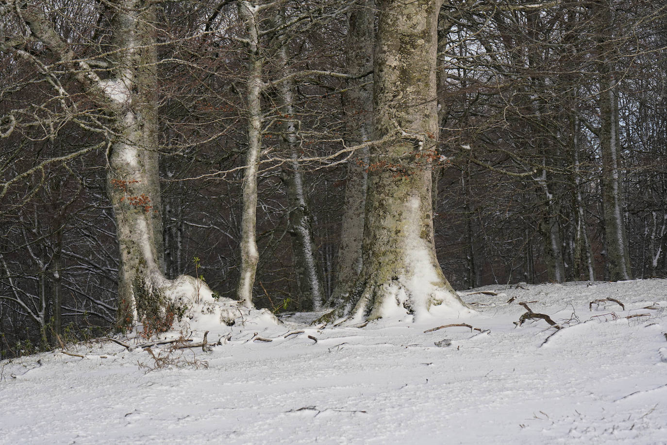 Fotos: La nieve llega a Gipuzkoa