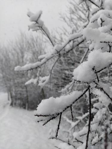 Detalle de un árbol nevado en Gabiria.