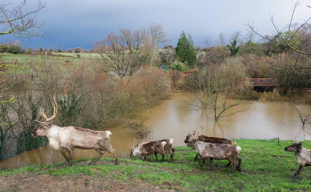 Imagen principal - El zoo de Santillana sufre la inundación más grave en sus 46 años de historia