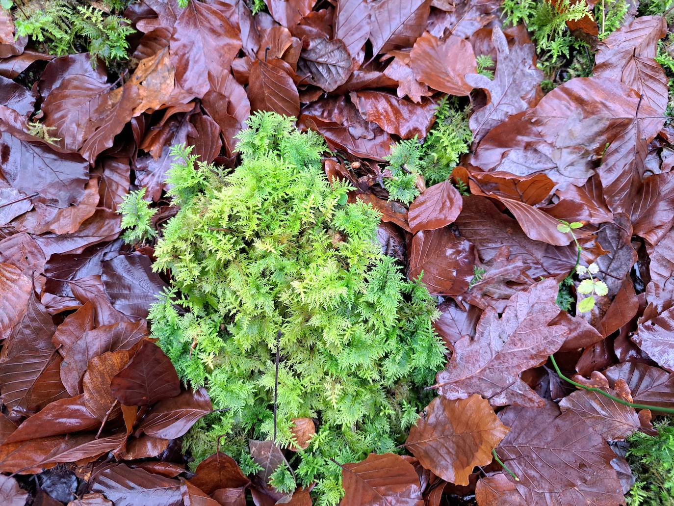 Fotos: Ixkier, el agua marca el ritmo de Larraun
