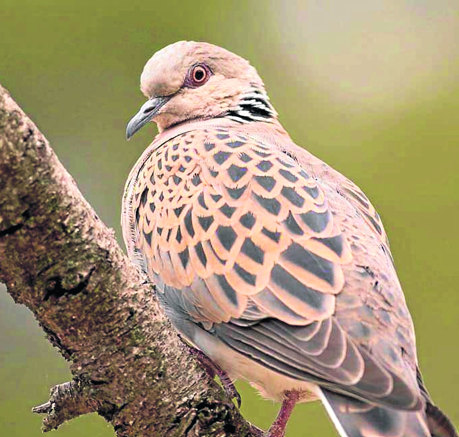 La tórtola, en peligro de extinción en Euskadi El Diario Vasco