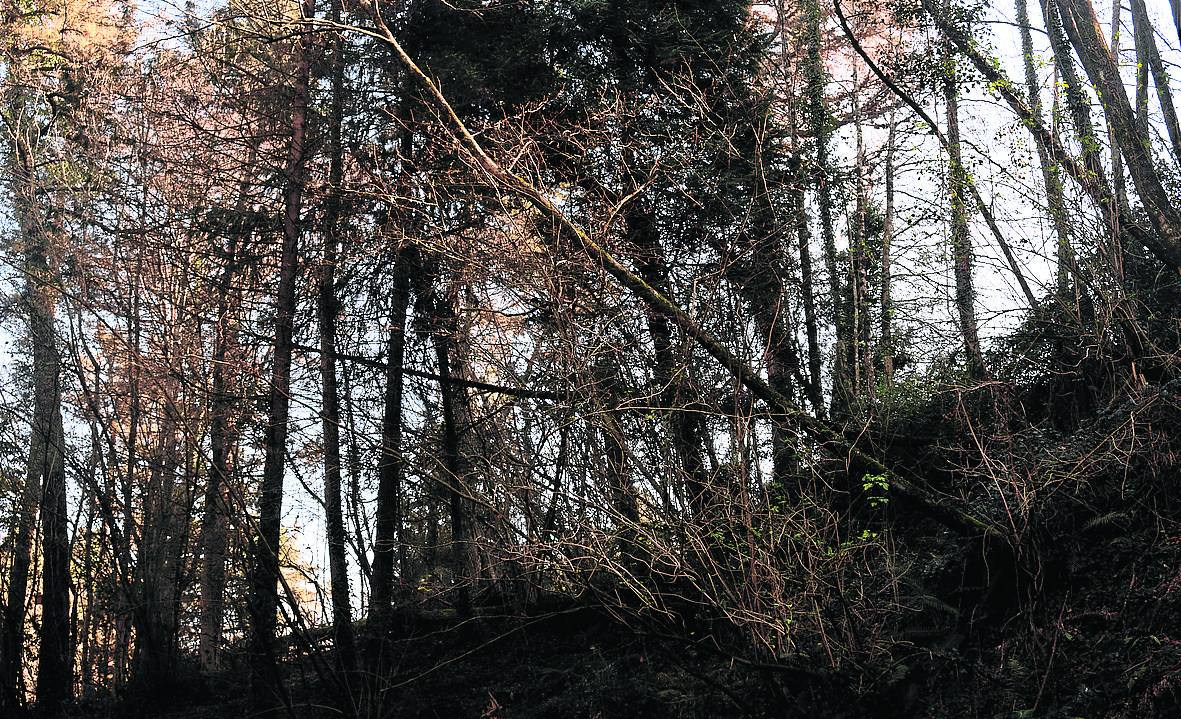 Árboles en el bosque de Miramon