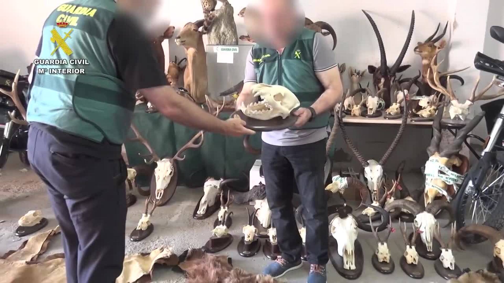 Detenida una persona por poseer medio centenar de trofeos de caza sin documentar