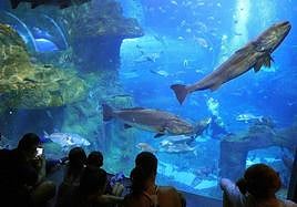 Visitantes en el interior del Aquarium donostiarra.