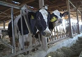 Competencia descarta maniobras ilegales para encarecer el precio de los alimentos en Euskadi