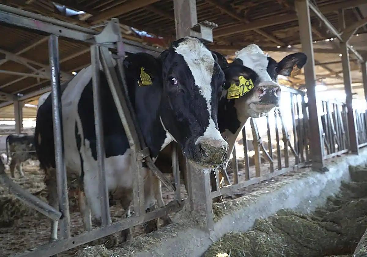 Competencia descarta maniobras ilegales para encarecer el precio de los alimentos en Euskadi