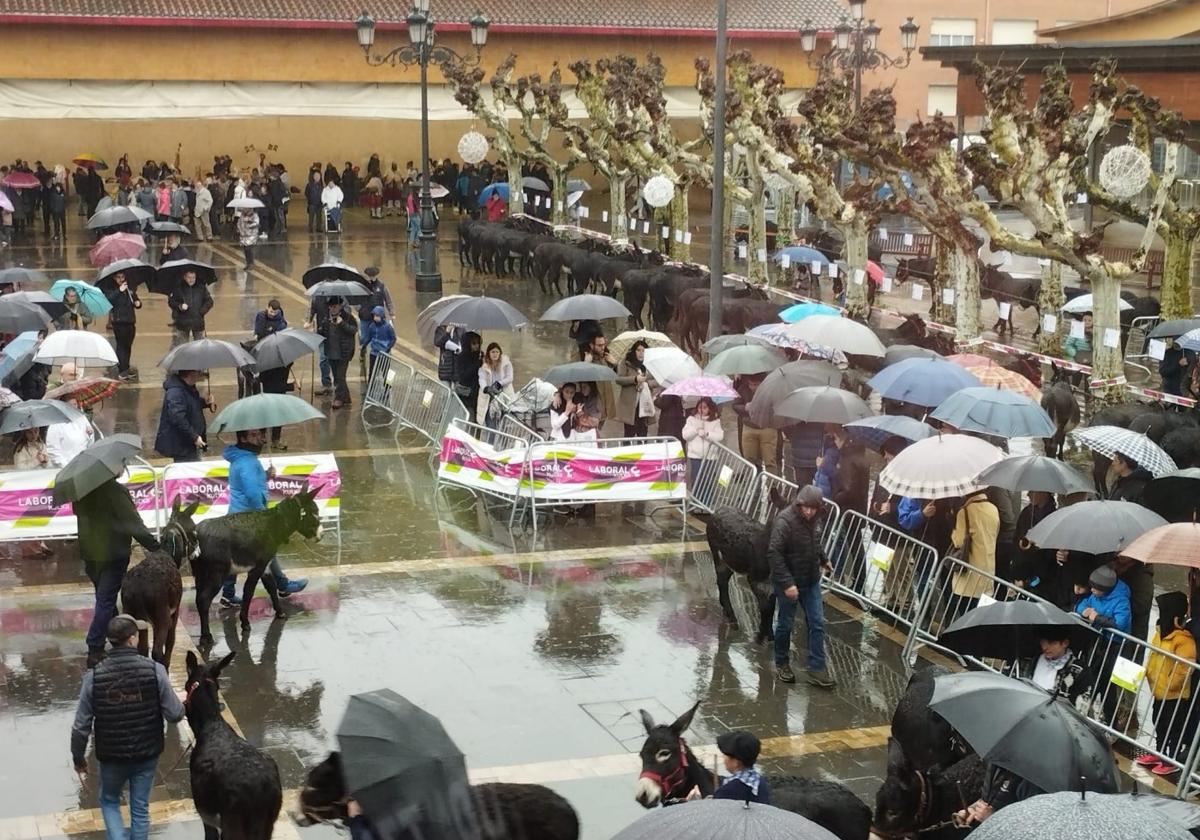 El Astotxo no frena su marcha anual en Lazkao