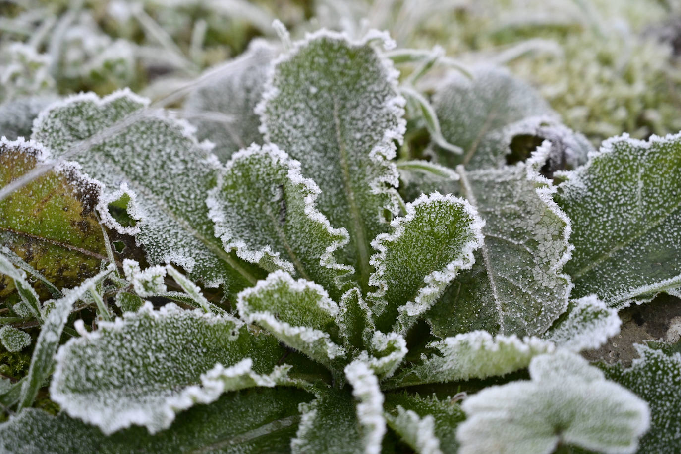 Frío y cielos despejados