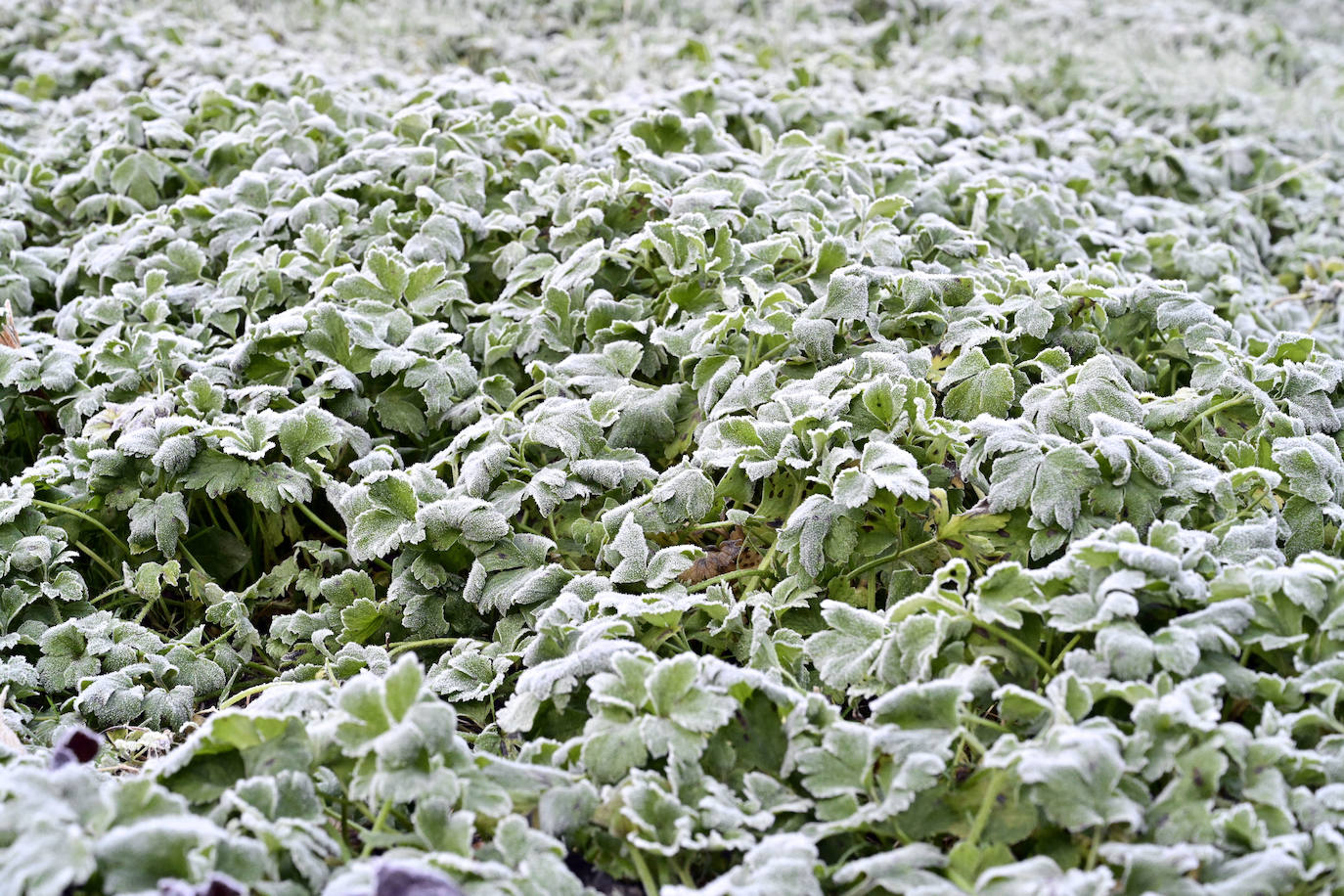 Frío y cielos despejados