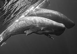 La madrileña Merche Llobera Rodríguez ganó el 1º premio, con barandilla de oro, en el la sección de fotografía del certamen.