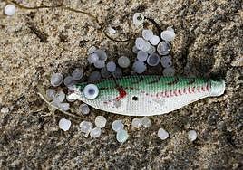 Un cebo de pesca, rodeado de un buen puñado de pélets en Coruña.