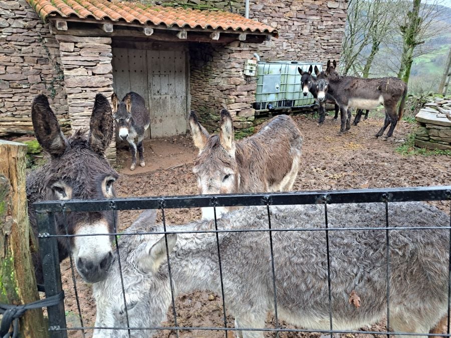 Ipuliño, hayas, pinos, robles y demás árboles en la muga de Gipuzkoa y Navarra