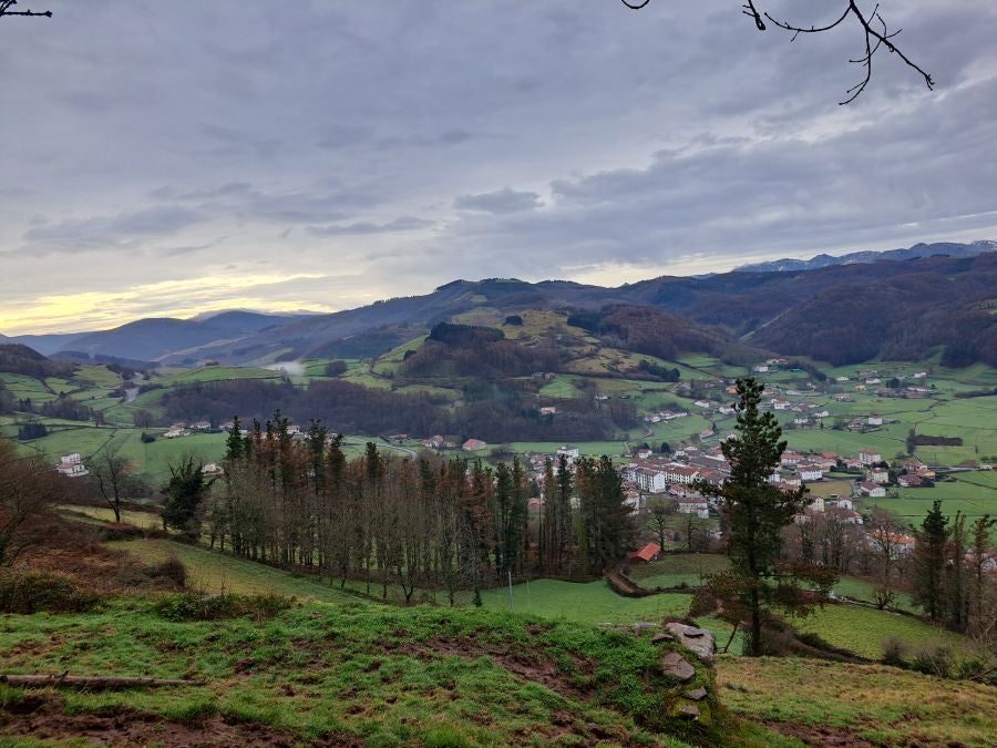 Ipuliño, hayas, pinos, robles y demás árboles en la muga de Gipuzkoa y Navarra