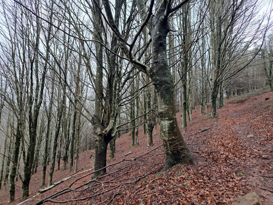 Ipuliño, hayas, pinos, robles y demás árboles en la muga de Gipuzkoa y Navarra