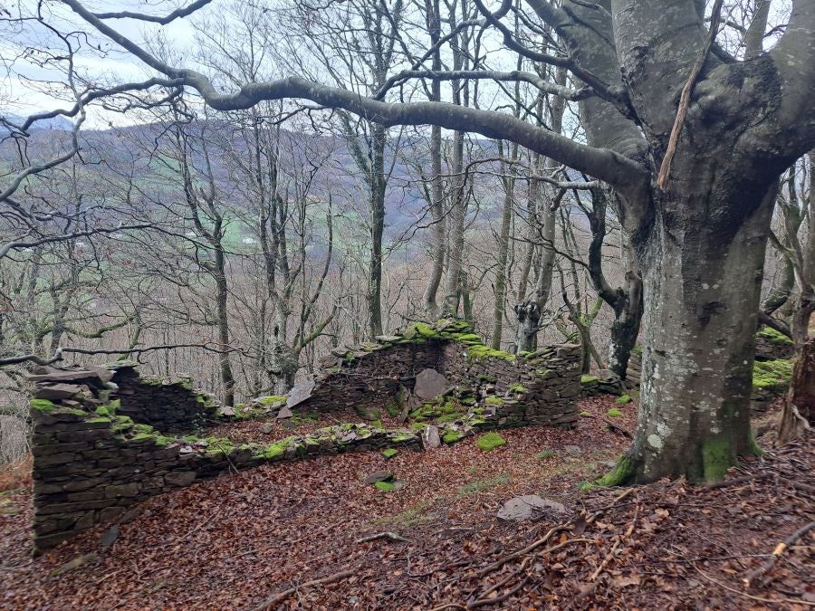 Ipuliño, hayas, pinos, robles y demás árboles en la muga de Gipuzkoa y Navarra