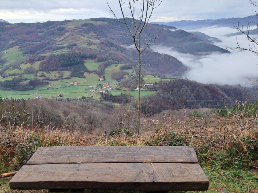 Ipuliño, hayas, pinos, robles y demás árboles en la muga de Gipuzkoa y Navarra