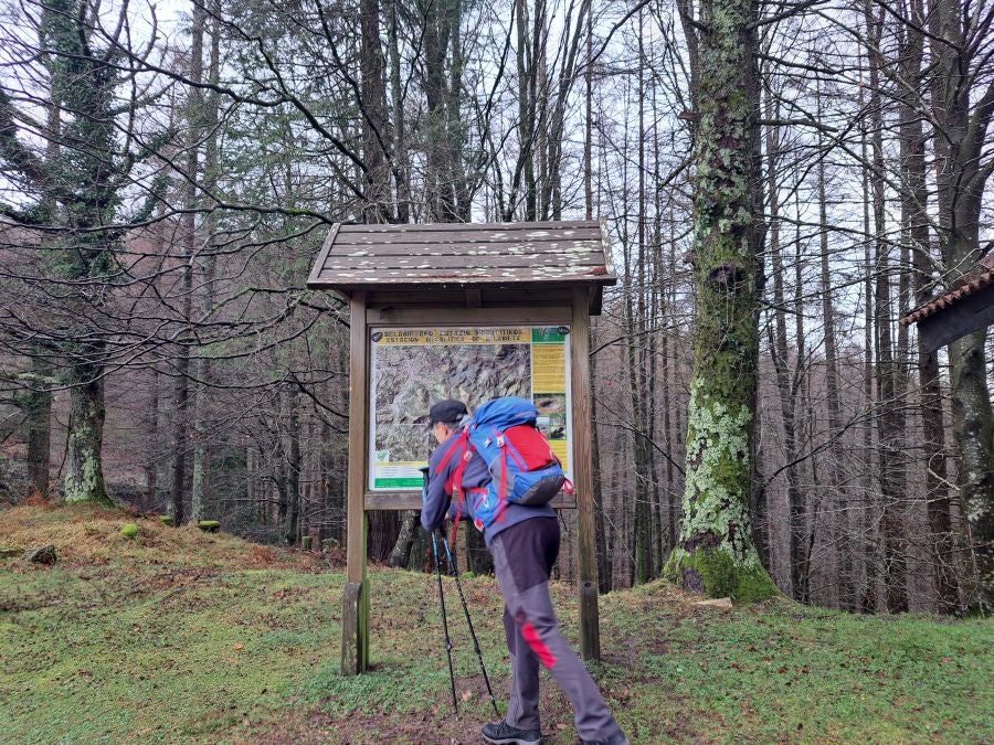 Ipuliño, hayas, pinos, robles y demás árboles en la muga de Gipuzkoa y Navarra