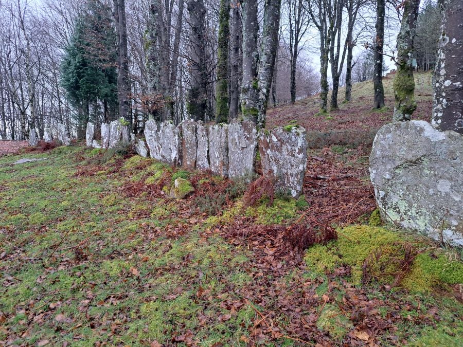 Ipuliño, hayas, pinos, robles y demás árboles en la muga de Gipuzkoa y Navarra