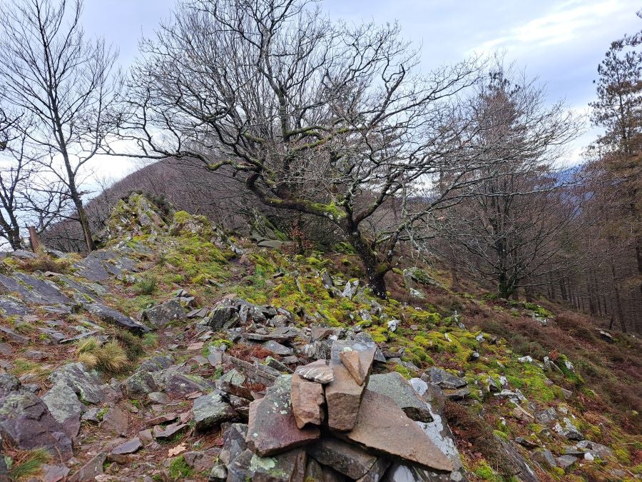 Ipuliño, hayas, pinos, robles y demás árboles en la muga de Gipuzkoa y Navarra