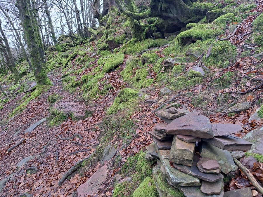 Ipuliño, hayas, pinos, robles y demás árboles en la muga de Gipuzkoa y Navarra