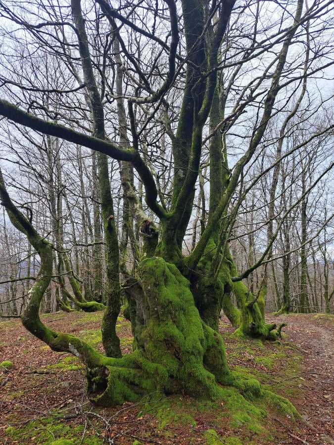 Ipuliño, hayas, pinos, robles y demás árboles en la muga de Gipuzkoa y Navarra