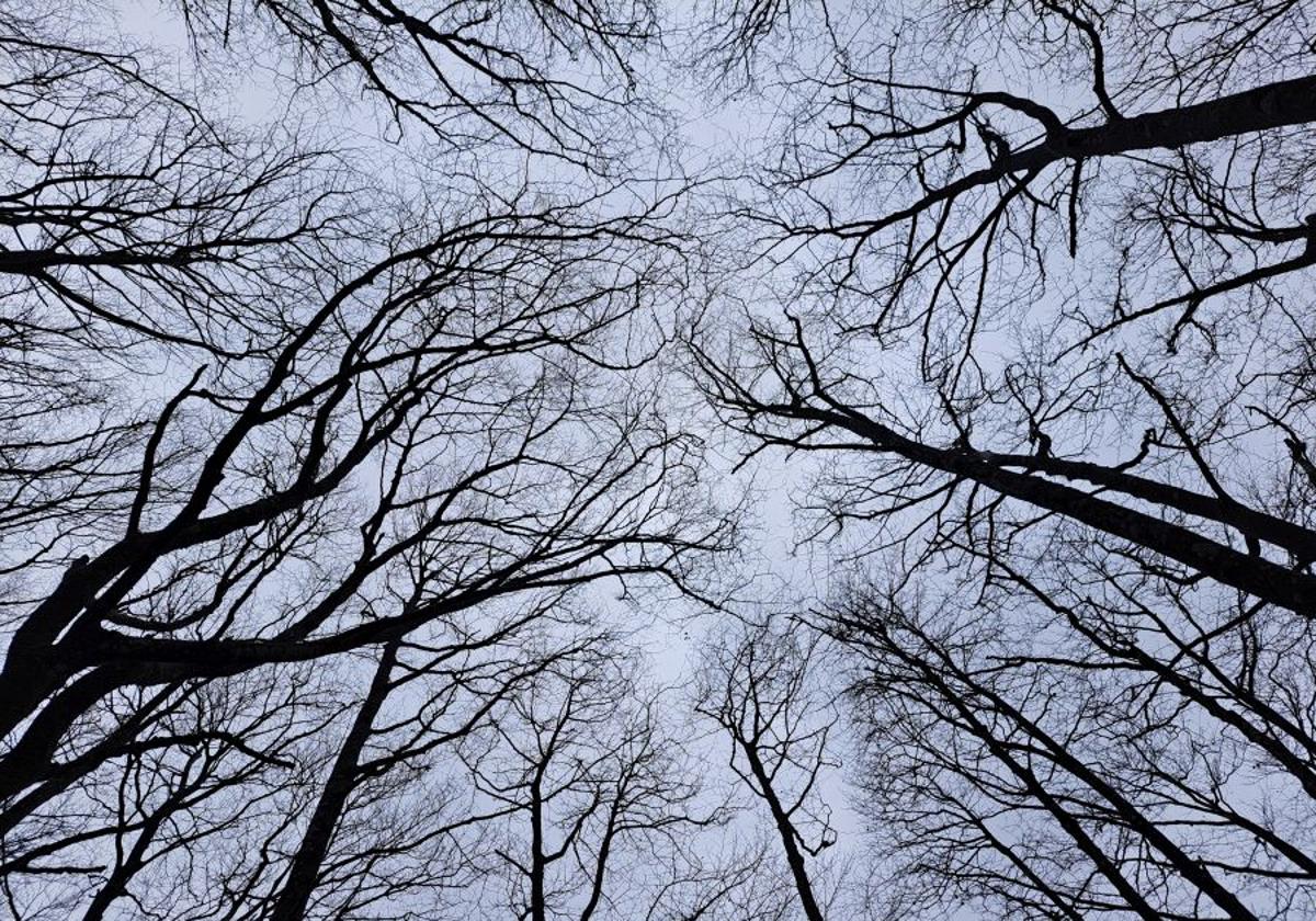 El invierno también ofrece estampas bonitas de los bosques que permanecen desnudos ante la llegada de la primavera.