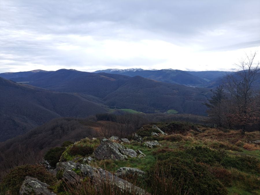 Ipuliño, hayas, pinos, robles y demás árboles en la muga de Gipuzkoa y Navarra