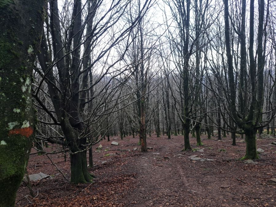 Ipuliño, hayas, pinos, robles y demás árboles en la muga de Gipuzkoa y Navarra