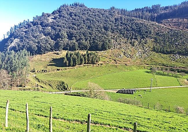 Preciosa imagen del vallede Olatz con el gris de sus piedras calizas, las encinas y los pastos.