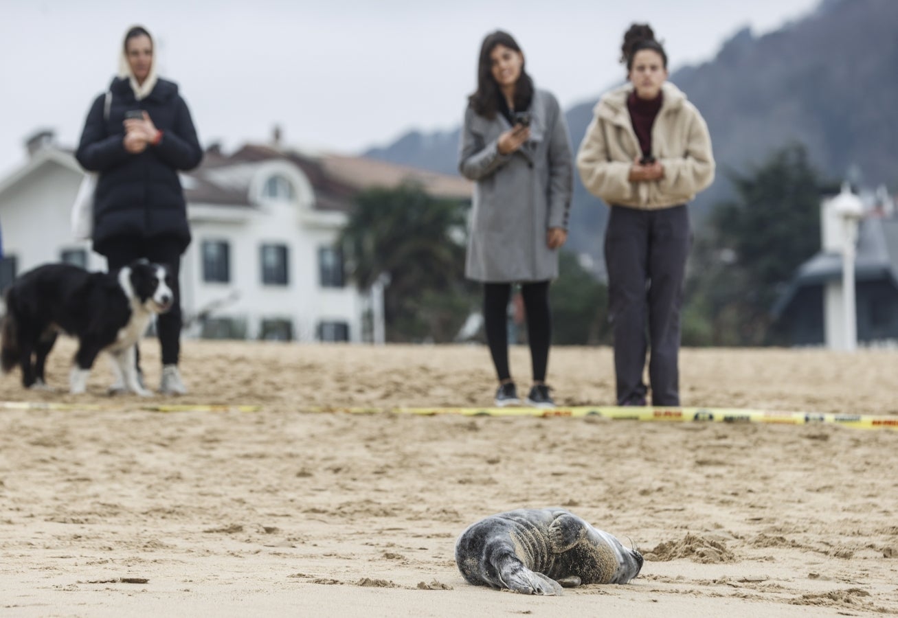 Una foca visita la playa de Ondarreta